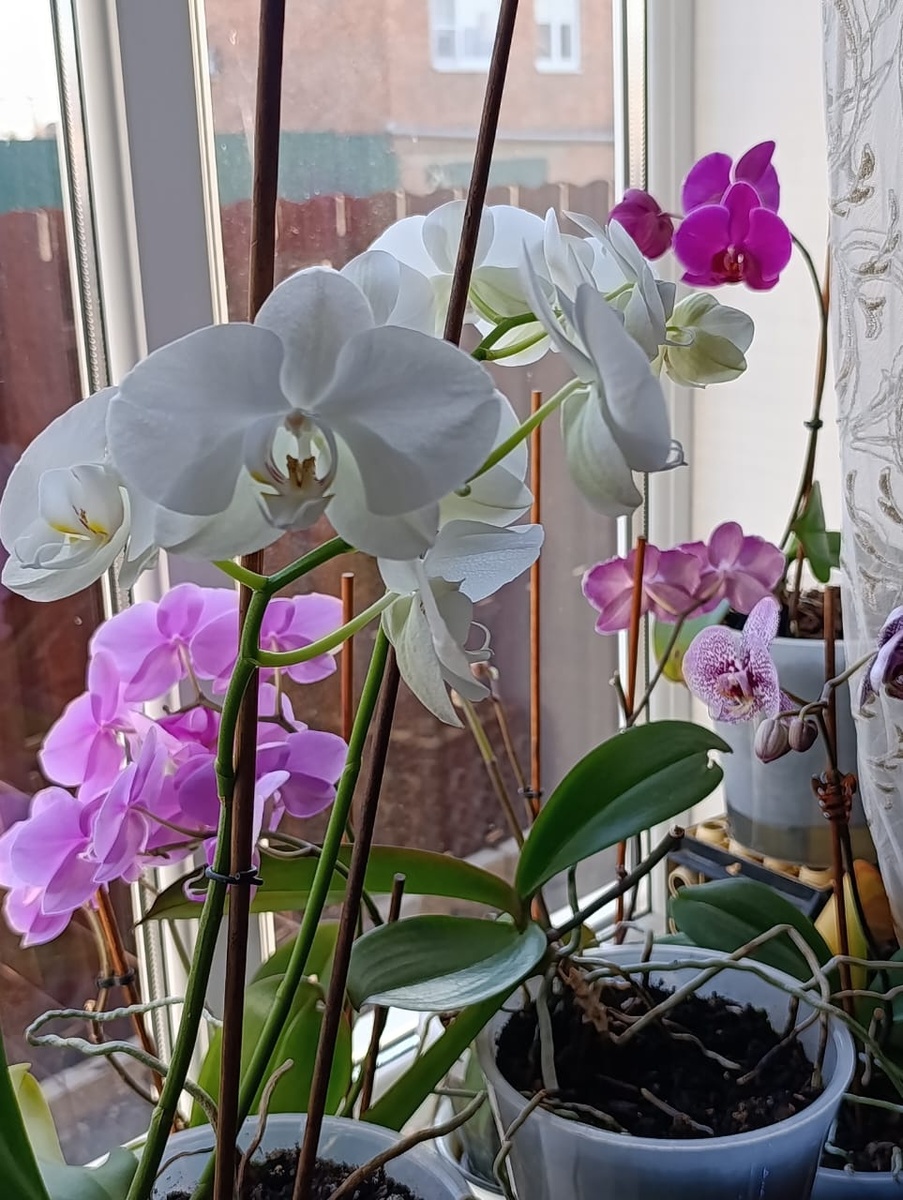 Вот такую вот красоту выращивает моя соседка!