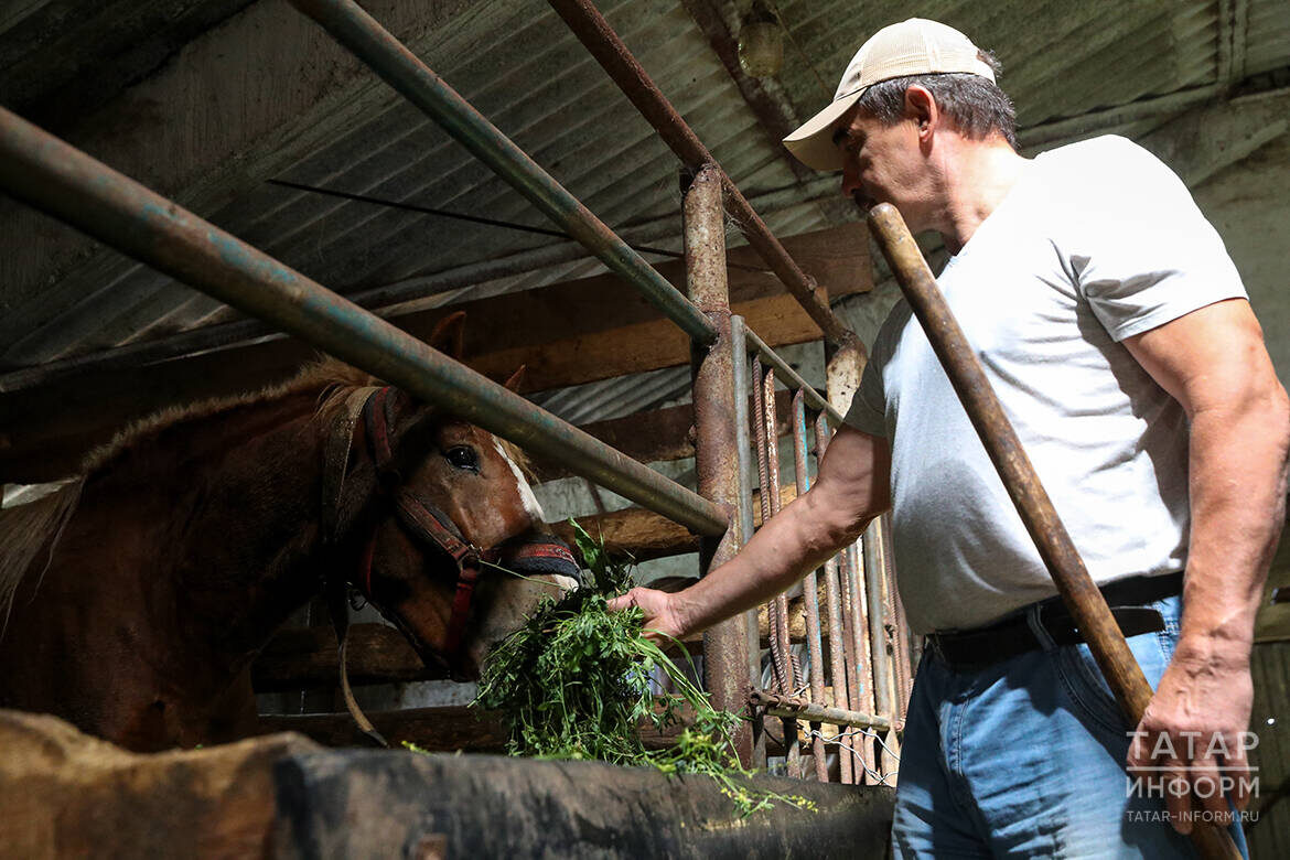 Около половины всей сельхозпродукции Татарстана производится в частных подворьях и фермерских хозяйствахФото: © Салават Камалетдинов / «Татар-информ»