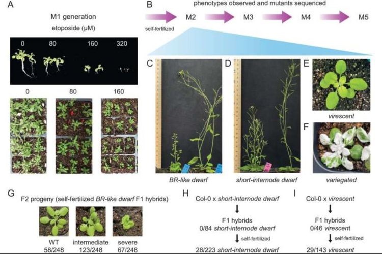    Фото: PLOS Genetics (2025). DOI: 10.1371/journal.pgen.1011977