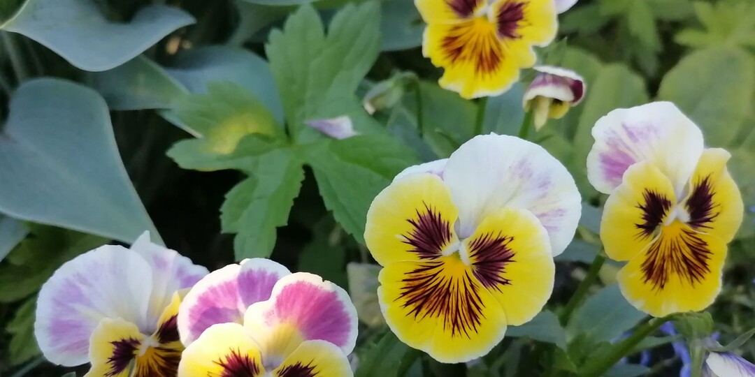 Выращивание виолы из семян в домашних условиях, уход за рассадой до высадки в грунт