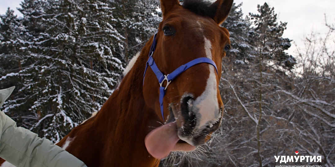 Интересные факты о лошадях