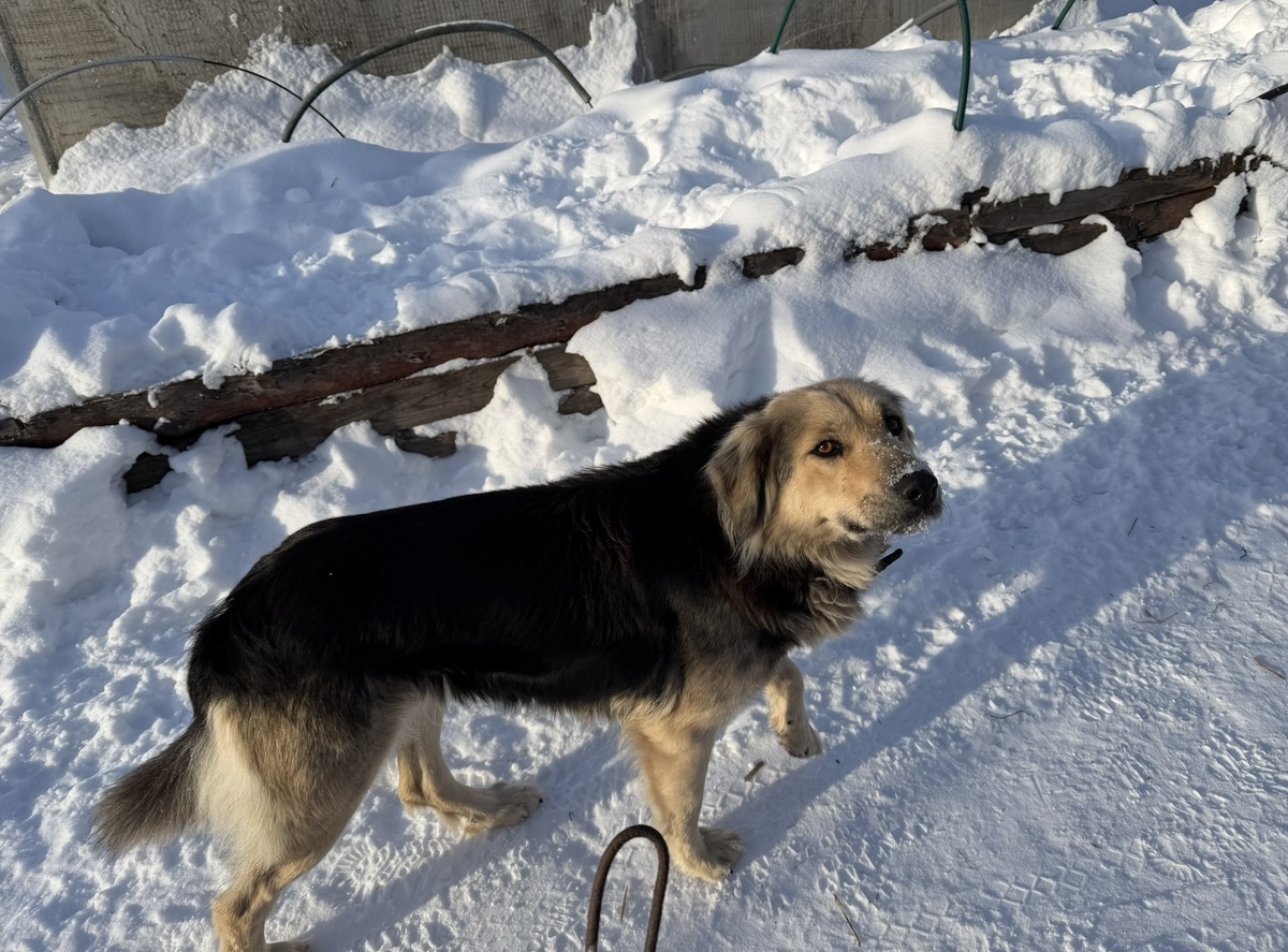 Муха. Шуба тёплая, а лапы то мёрзнут.