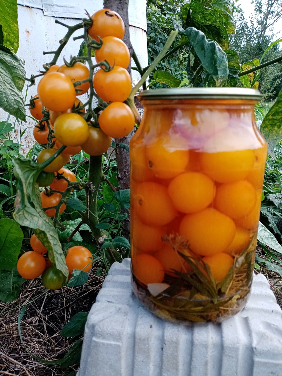 Сорт Суперсладкий желтый виноград. Самый любимый из черри.