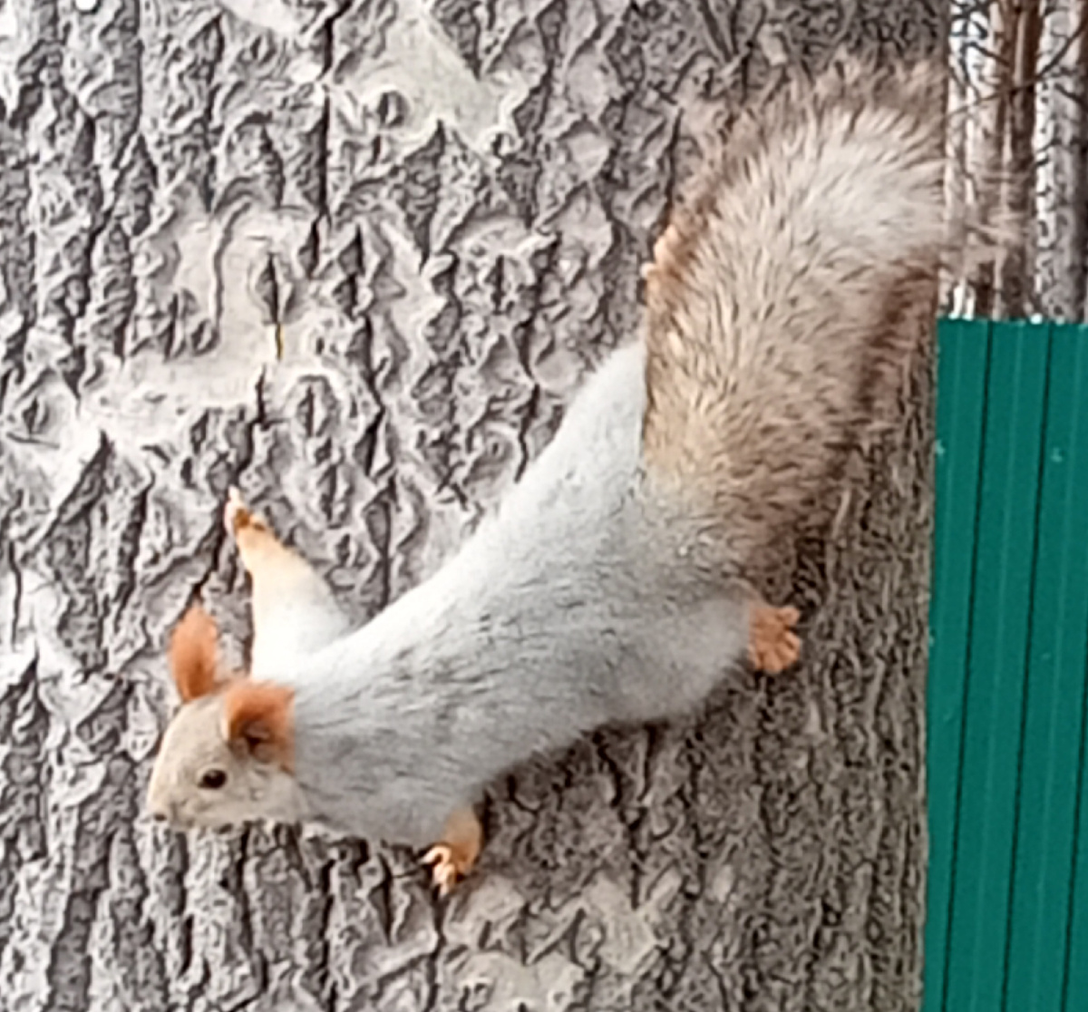 Про белок в колесе все помним. У меня пусть будет на дереве. Успела заснять вот такую шикарную ещё осенью