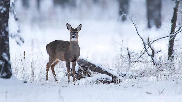    Фото создано при помощи ИИ