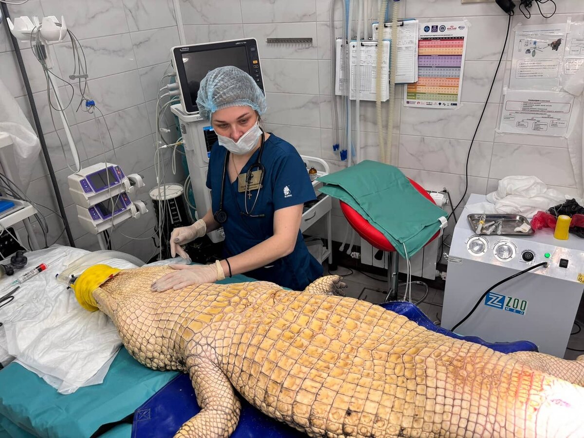    Рязанские ветеринары прооперировали циркового крокодила. Фото: vk.com/balu62r