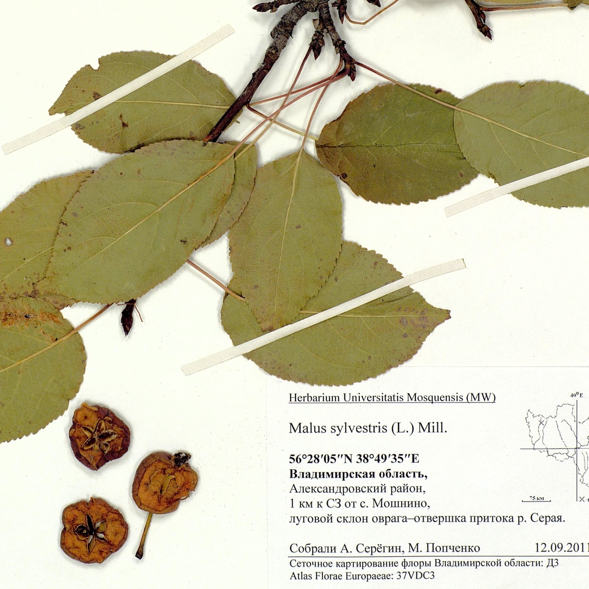 Яблоня лесная. Гербарий Московского университета