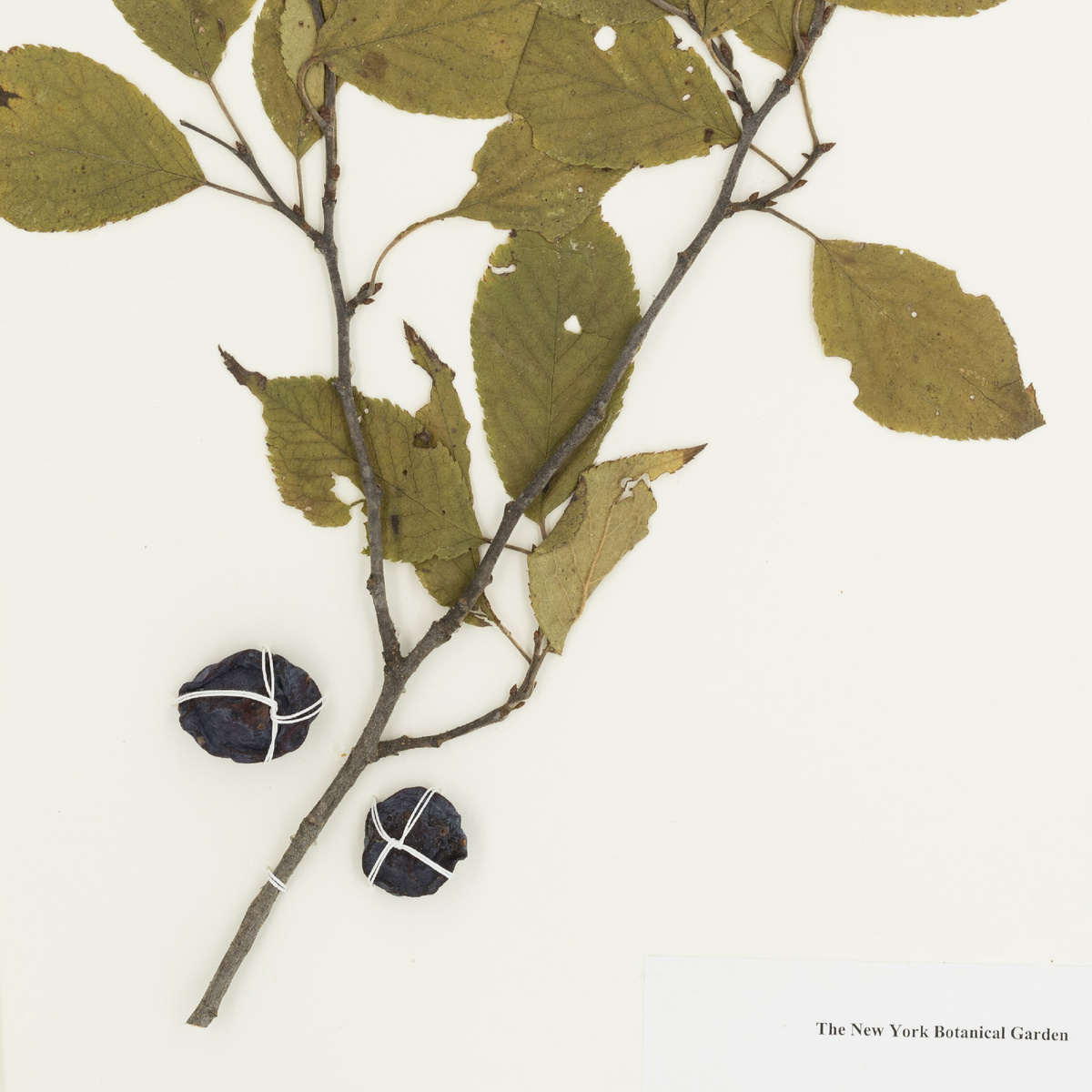 Слива американская. Гербарий Нью-Йоркского ботанического сада (NYBG)