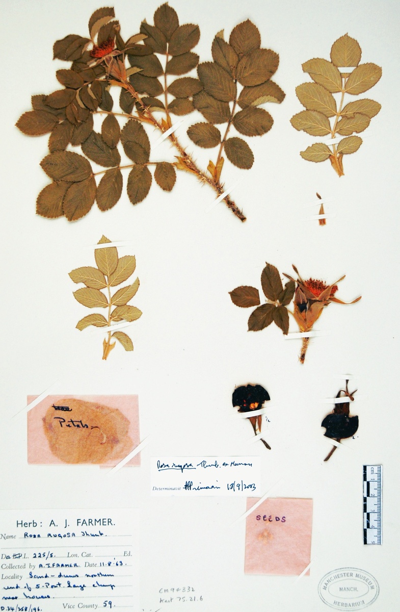 Шиповник морщинистый. Гербарий Манчестерского музея