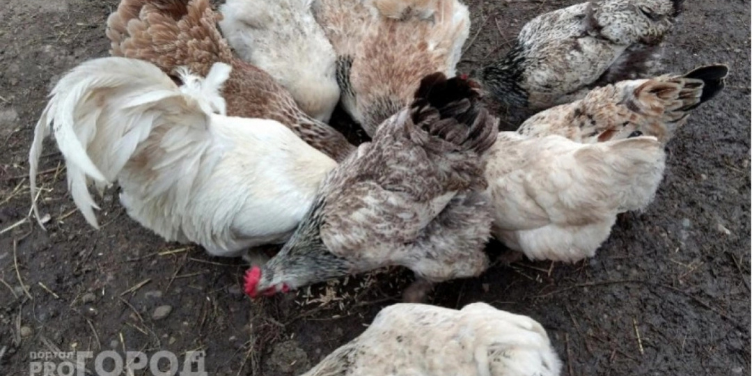 Подсыпаем в зерно – и куры несутся даже в холодную погоду: простая подкормка для зимней яйценоскости несушек