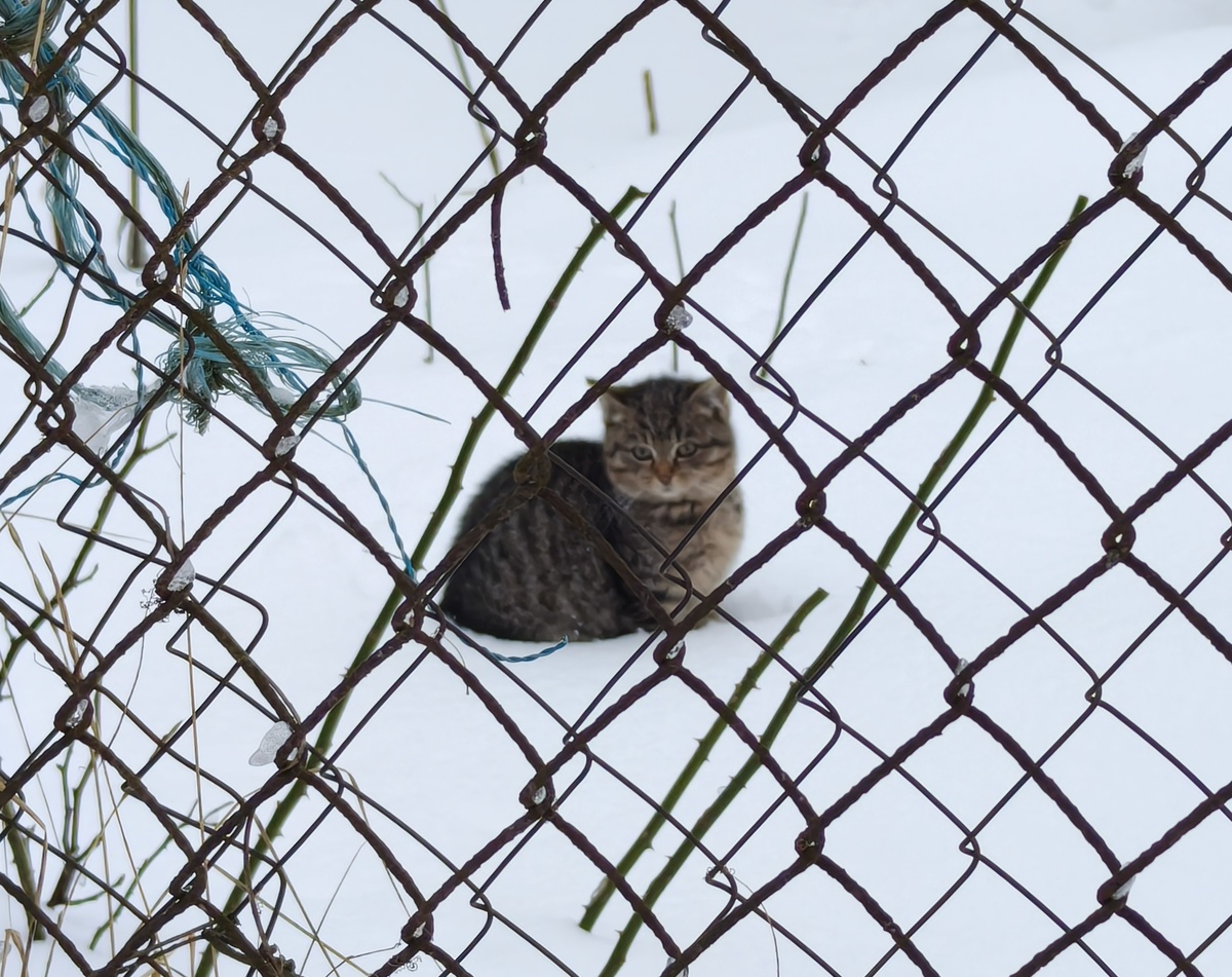 Фото автора. Соседский котик на охране и моей дачи, пришел посмотреть, как я сбрасываю снег