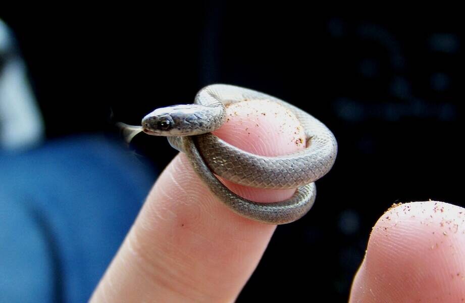 Это не магия и не фотошоп, а взрослая особь, которая прожила полноценную жизнь в масштабе «микро».