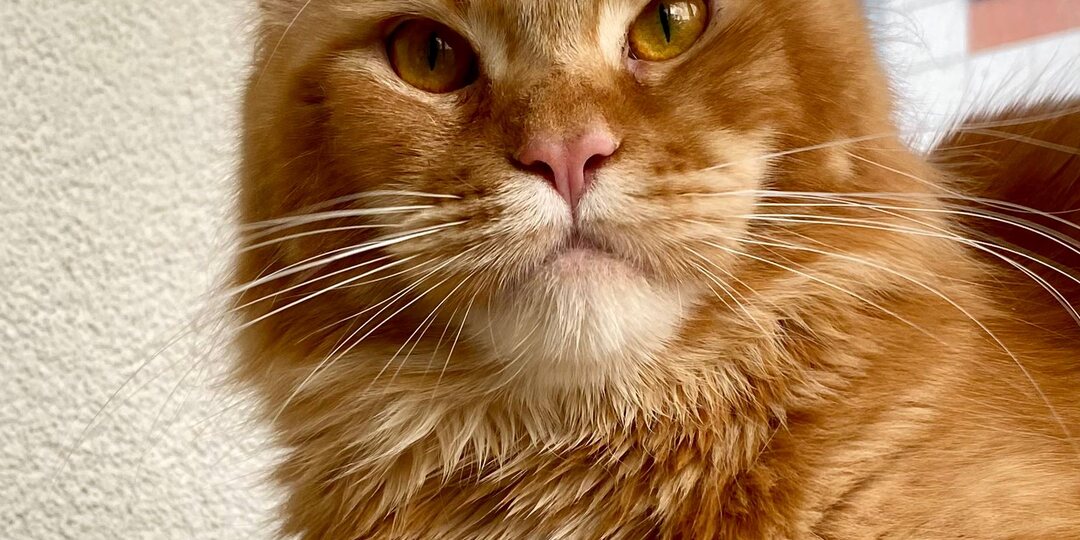 ТОП опасностей для кошки в вашем доме.