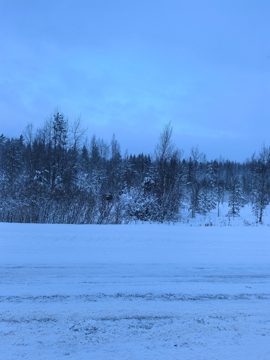 Прямо недалеко от поворота на Лепсари увидели двух лосей у дороги