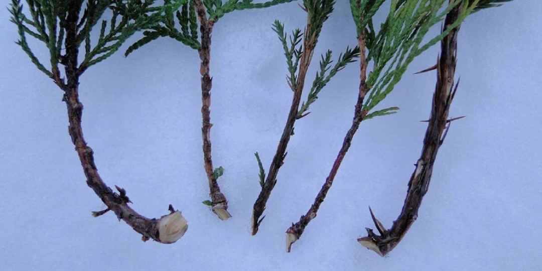 Январь — самое лучшее время для размножения хвойных растений.