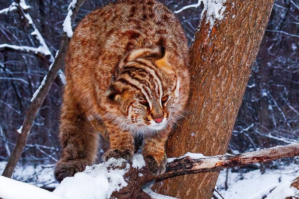    Несмотря на внешнее сходство с домашним питомцем, дальневосточный лесной кот крайне опасен для человека. Фото: «Земля леопарда»