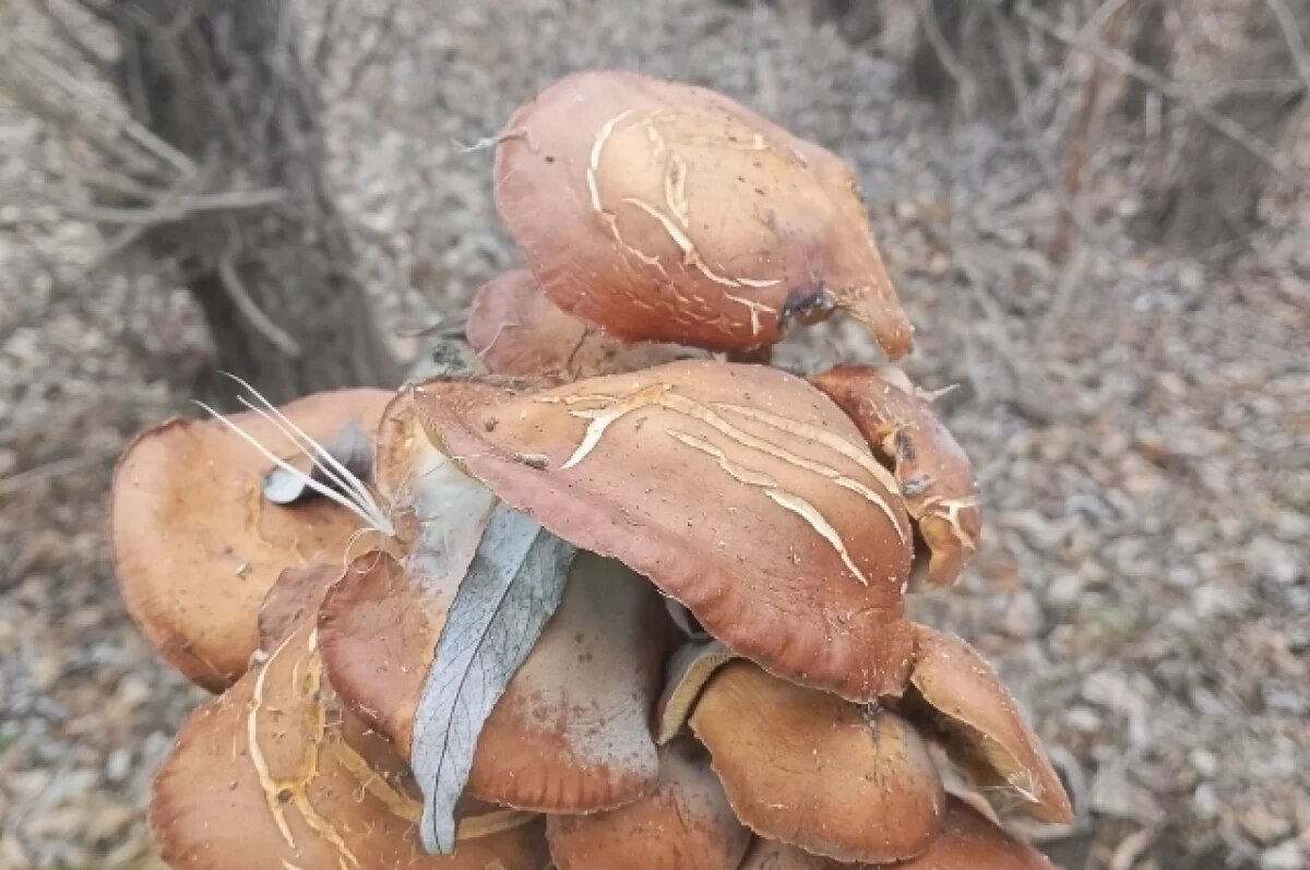    В Астраханской области среди зимы пошли грибы