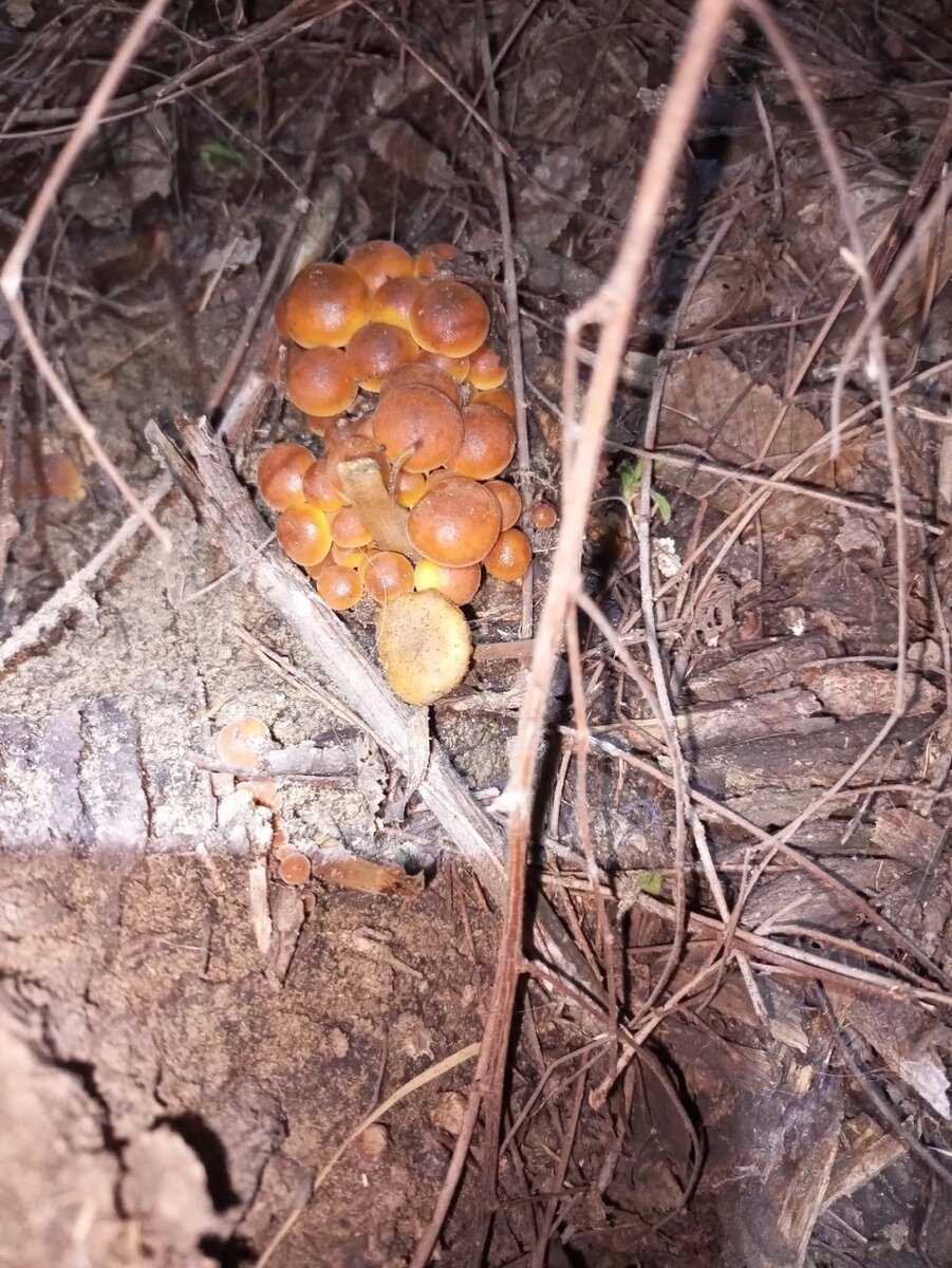    Фото: группа ВК "Грибники Астрахани и России"