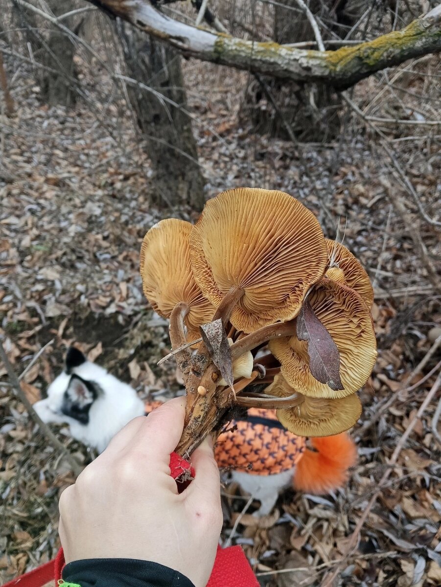    Фото: группа ВК "Грибники Астрахани и России"