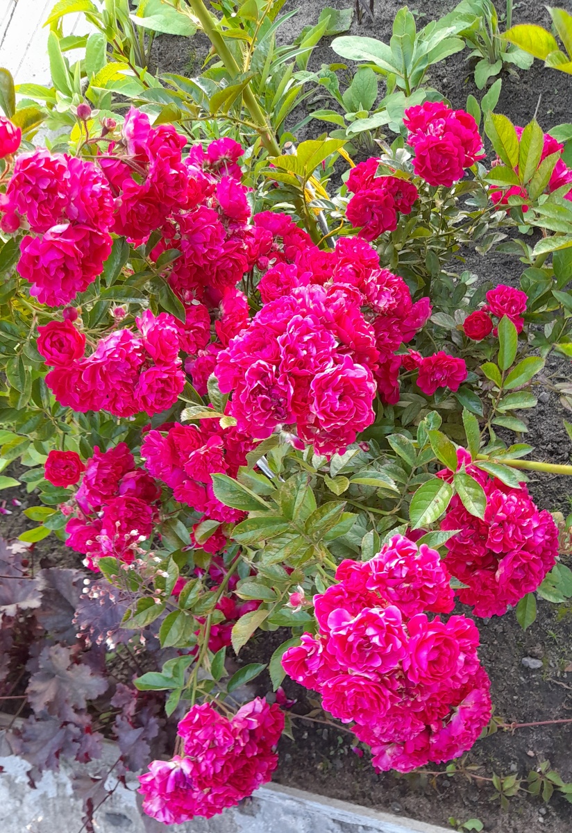 Динки. Фото автора 