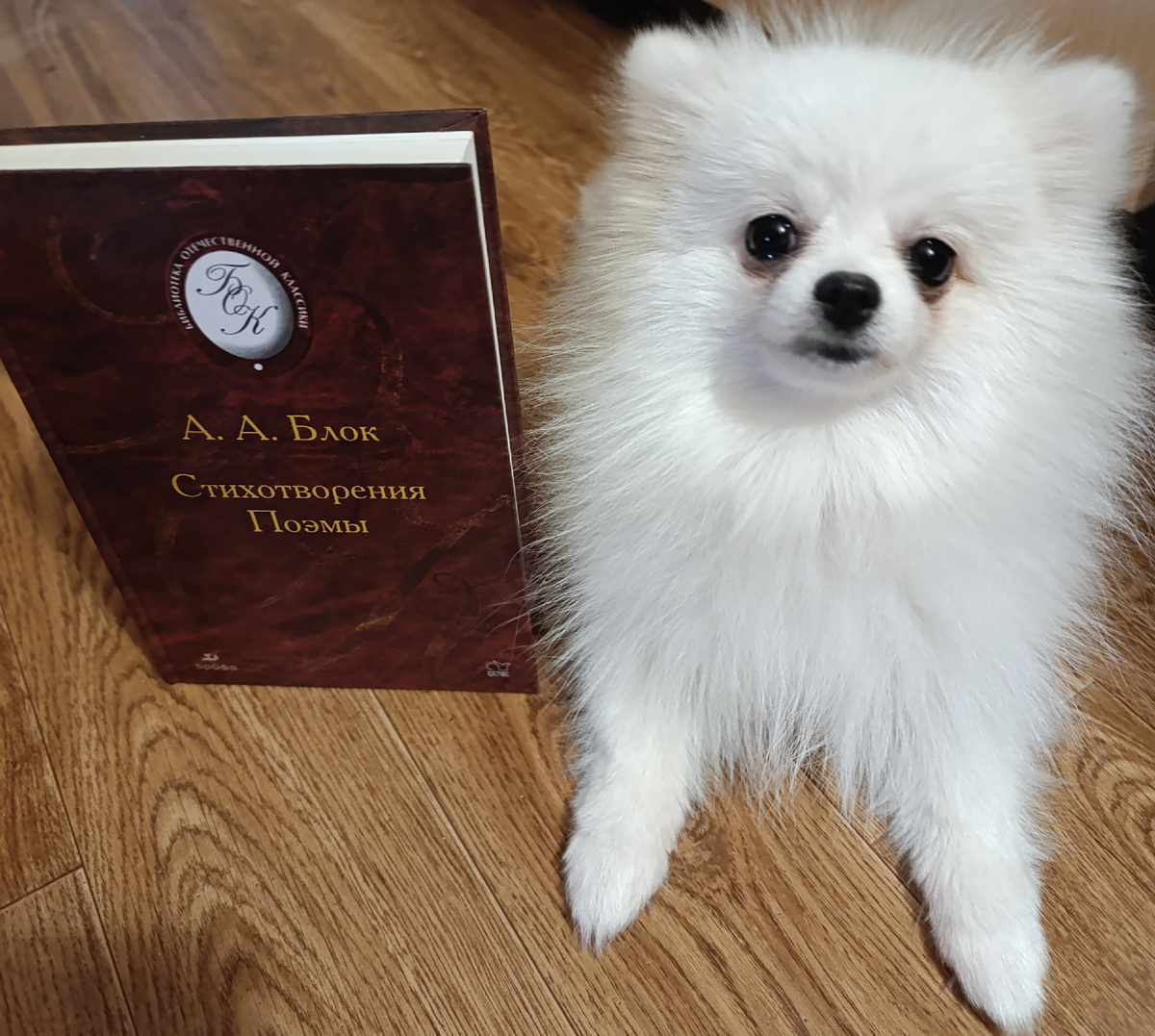 Книгу из школьной библиотеки, выпущенную в серии "БОК" (Библиотека Отечественной Классики), сегодня представляет Бэлла. 