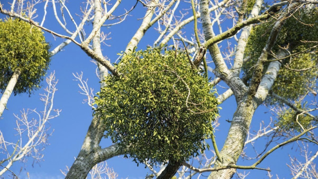 Омела белая — вечнозеленый кустарник. Разрастаясь, она принимает шарообразную форму, а ее ветви достигают метра в длину. Такой шар хорошо заметен поздней осенью и зимой, когда деревья сбрасывают листья. В это время омелу и заготавливают