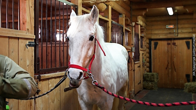 Как живет символ 2026 года в зоопарке Удмуртии