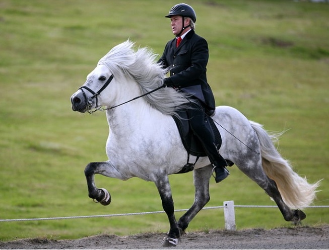 Настоящий викинг: густая грива защищает от ледяного ветра.