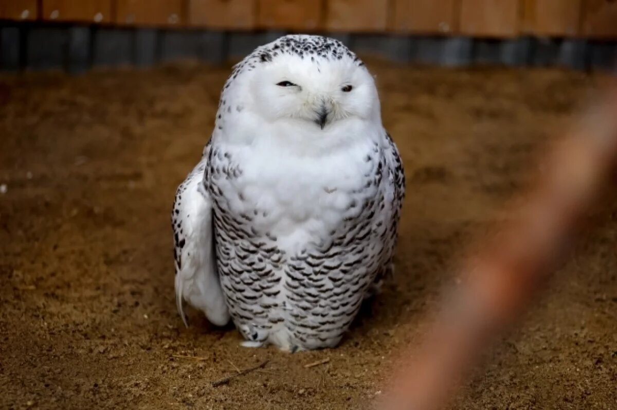    В Челябинске запретят фото с животными