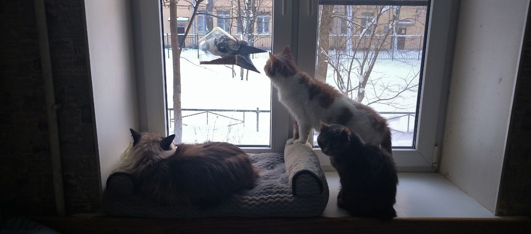 В гостях у Монечки. 🐈