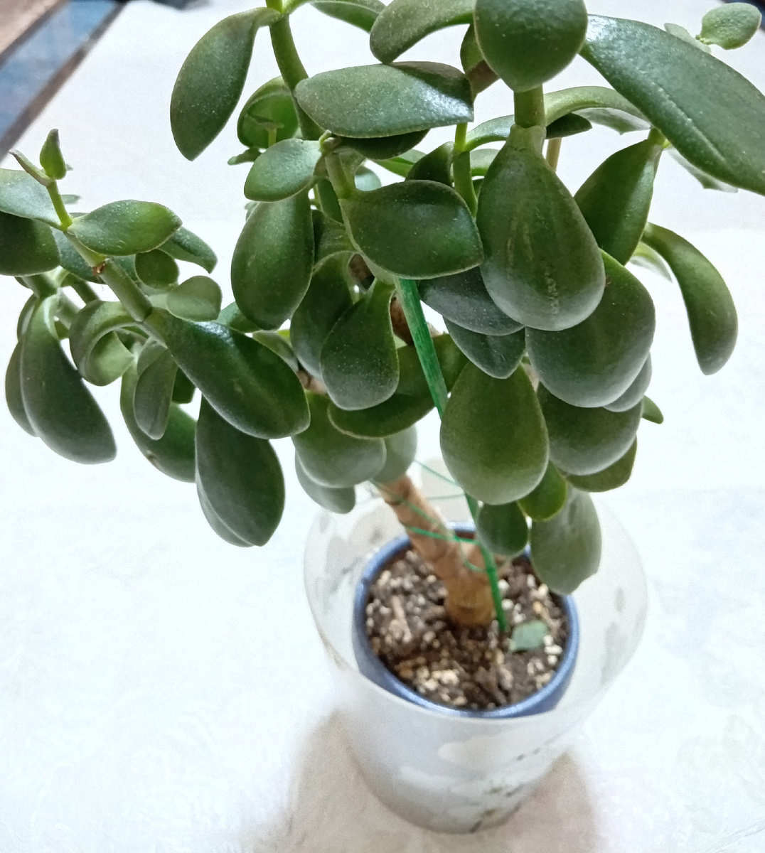 Денежное дерево или Толстянка