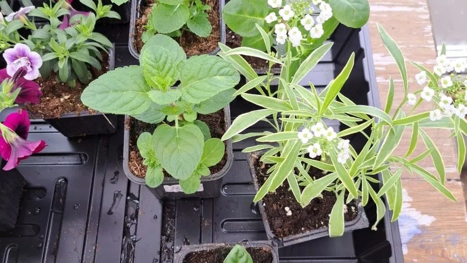 11 января 2026. Черенкую вербену и алиссум