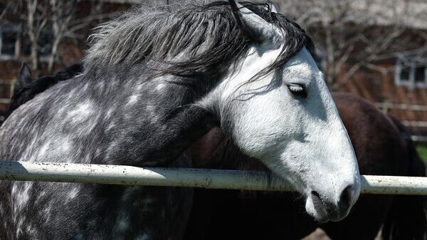    © РИА Новости . Виталий Тимкив