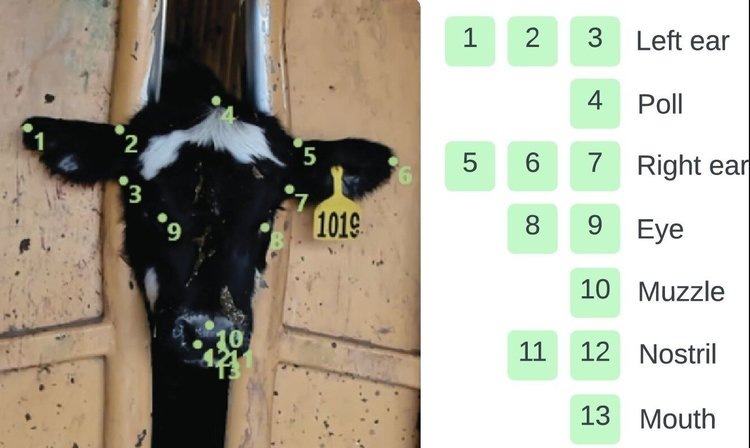 Схема аннотирования ключевых точек для обнаружения анатомически значимых областей морды крупного рогатого скота. 13 точек ориентированы на анатомически важные области для термического анализа, включая двустороннее покрытие ушей (точки 1-3, 5-7), центральные черты (затылок, глаза, морда) и дыхательные/кормовые области (ноздри, рот). Источник: Smart AgriculturalTechnology (2025), DOI: 10.1016/j.atech.2025.101434📷    Инструмент на основе ИИ может измерять температуру крупного рогатого скота по фото
