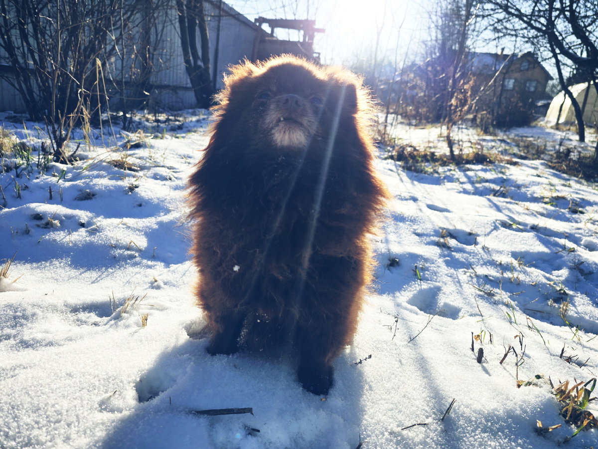 Это не та собака, которая будет тихо спать в сторонке.