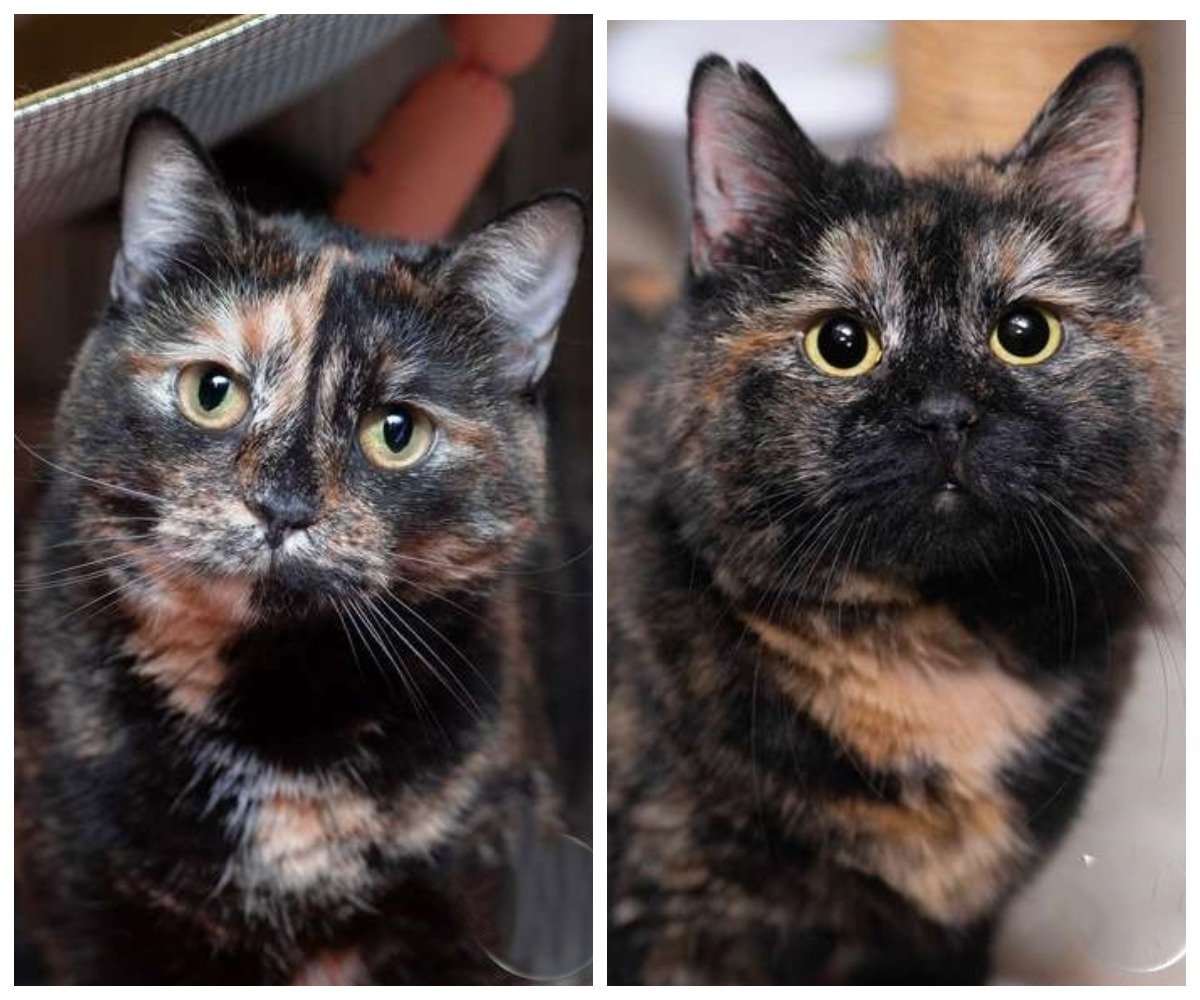 Маргаритка, 2 года и Карима, 6 лет.