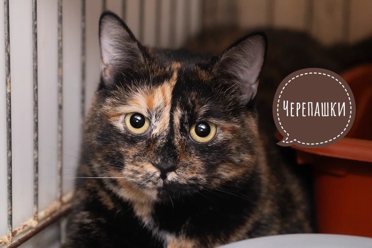 Маргаритка,