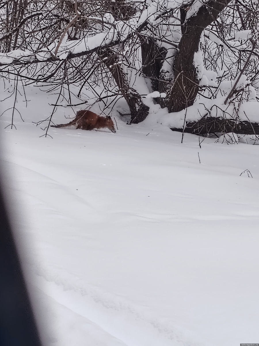 Фото из группы приюта «Веретье» в социальной сети «ВКонтакте»
