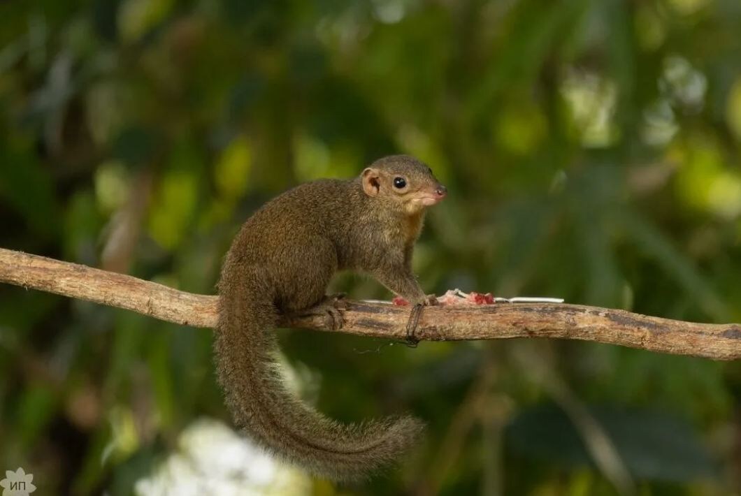 Обыкновенная тупайя (Tupaia glis) — главный потребитель пальмового «пива»