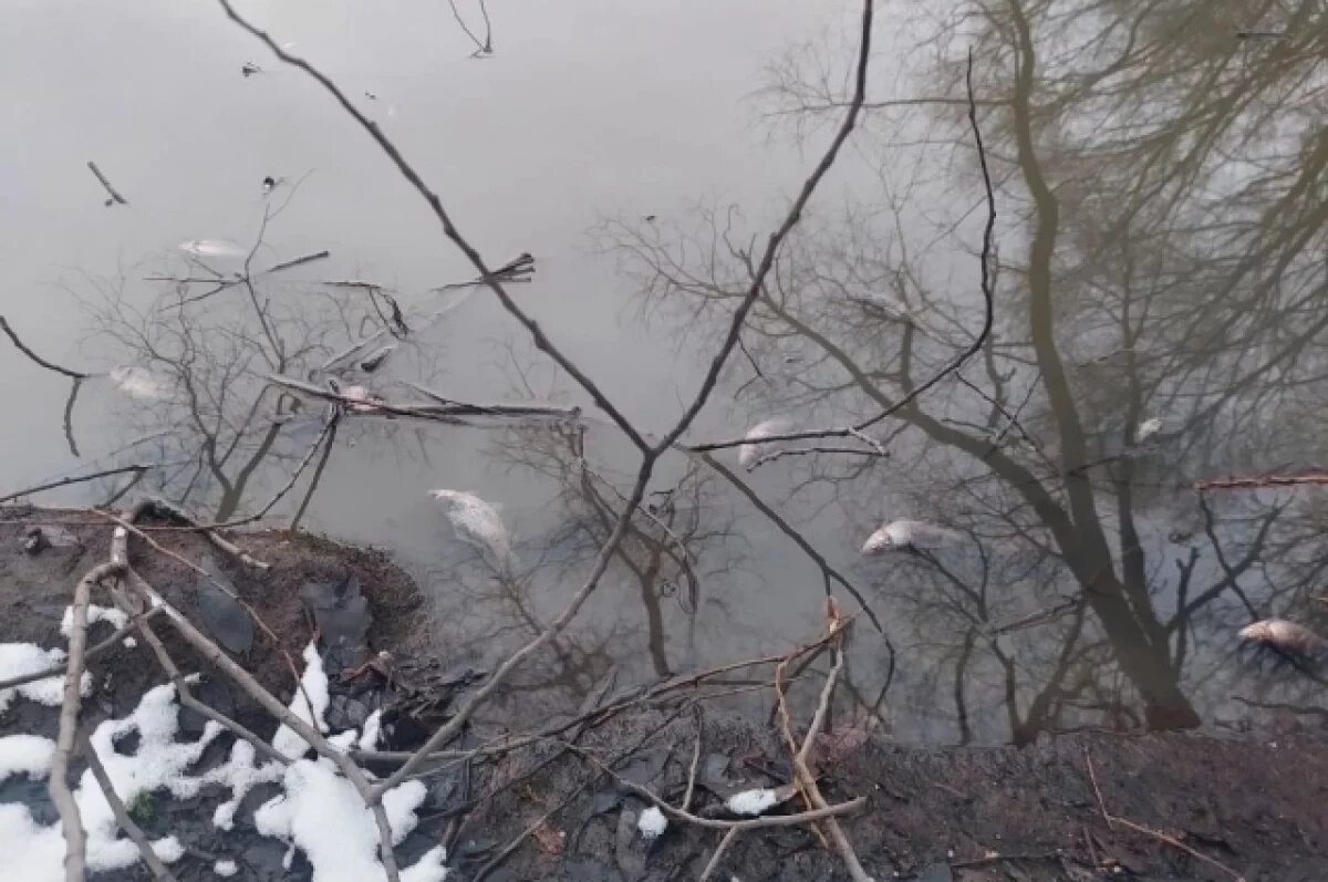    Массовая гибель рыбы: во Владимире расследуют экологическое ЧП