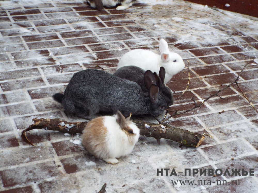    Чебоксарцы могут сдать ёлки в зооуголок