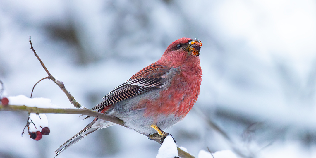 Гости с севера и тревожные новости из Нижнего Новгорода