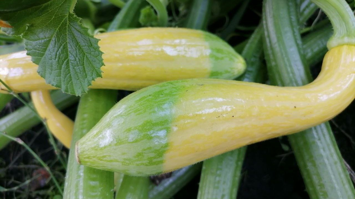 Кабачки Нежный зефир на грядке, фото автора