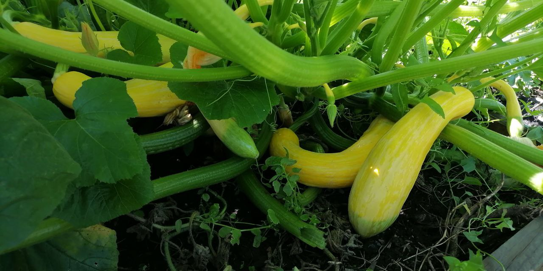 Лучшие сорта кабачков: ранние, не нуждаются в пчелках, компактные, урожайные