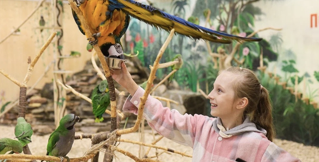 Приручить попугая: марафон или спринт?