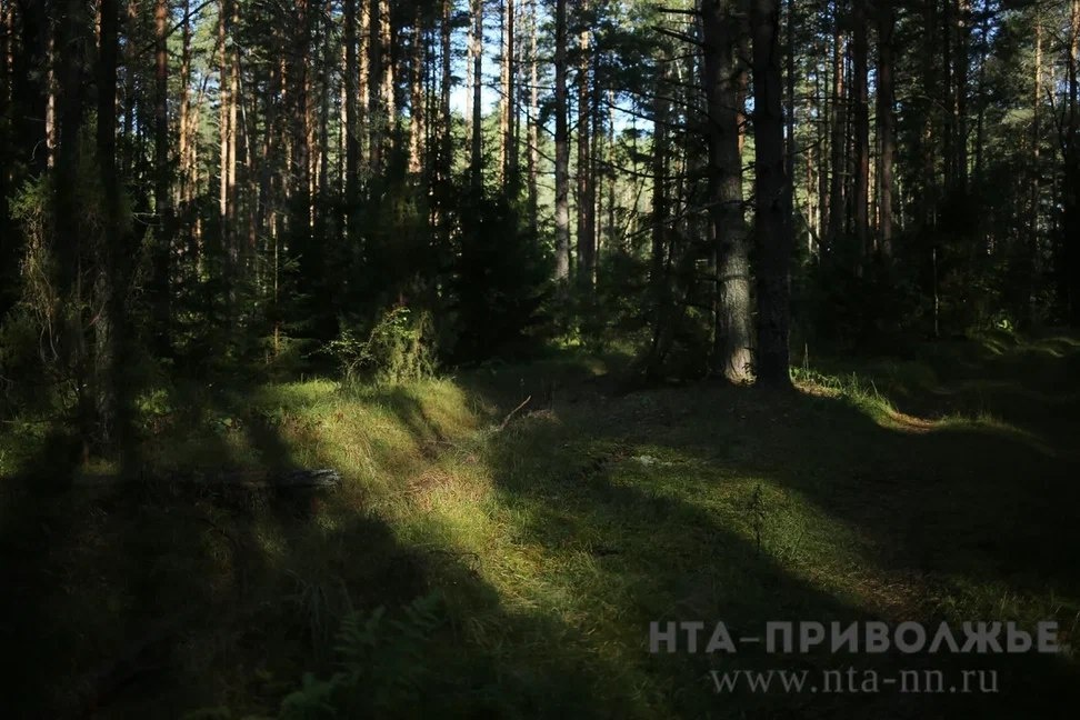    Оренбуржье внедряет современные технологии в лесном хозяйстве