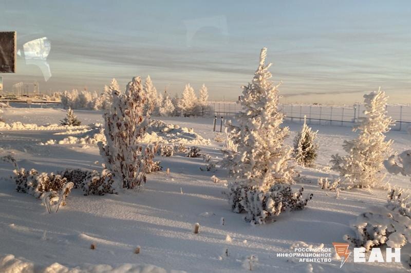    ЕАН. Елки в мороз