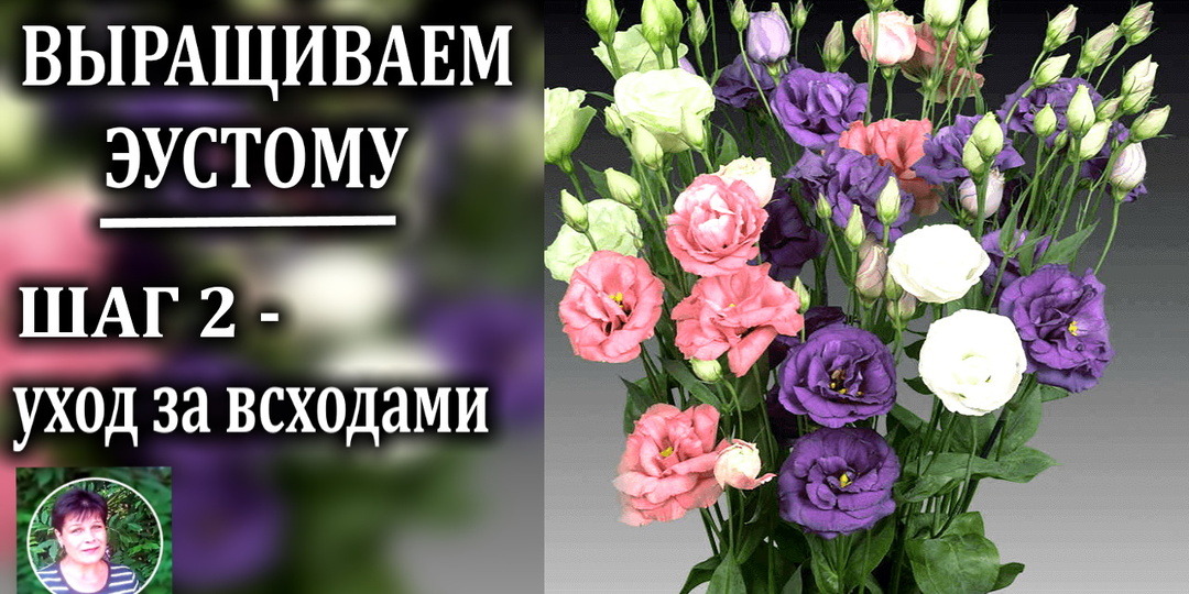 Эустома выращивание. Шаг 2- уход от всходов до пикировки