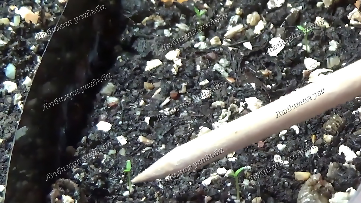 Всходы эустомы на 8 день после посева