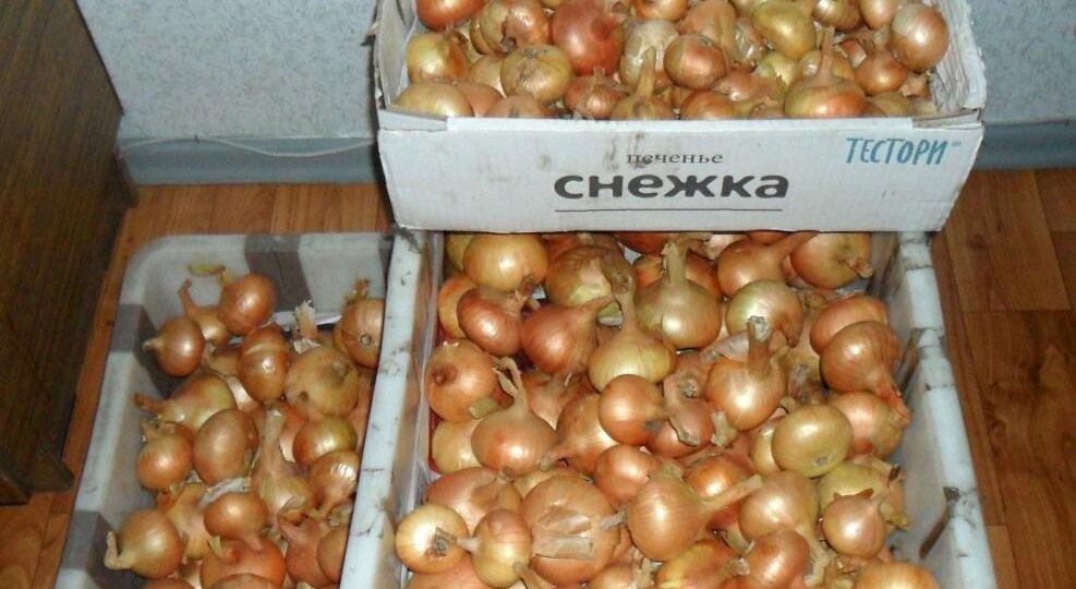 Опыт выращивания лука